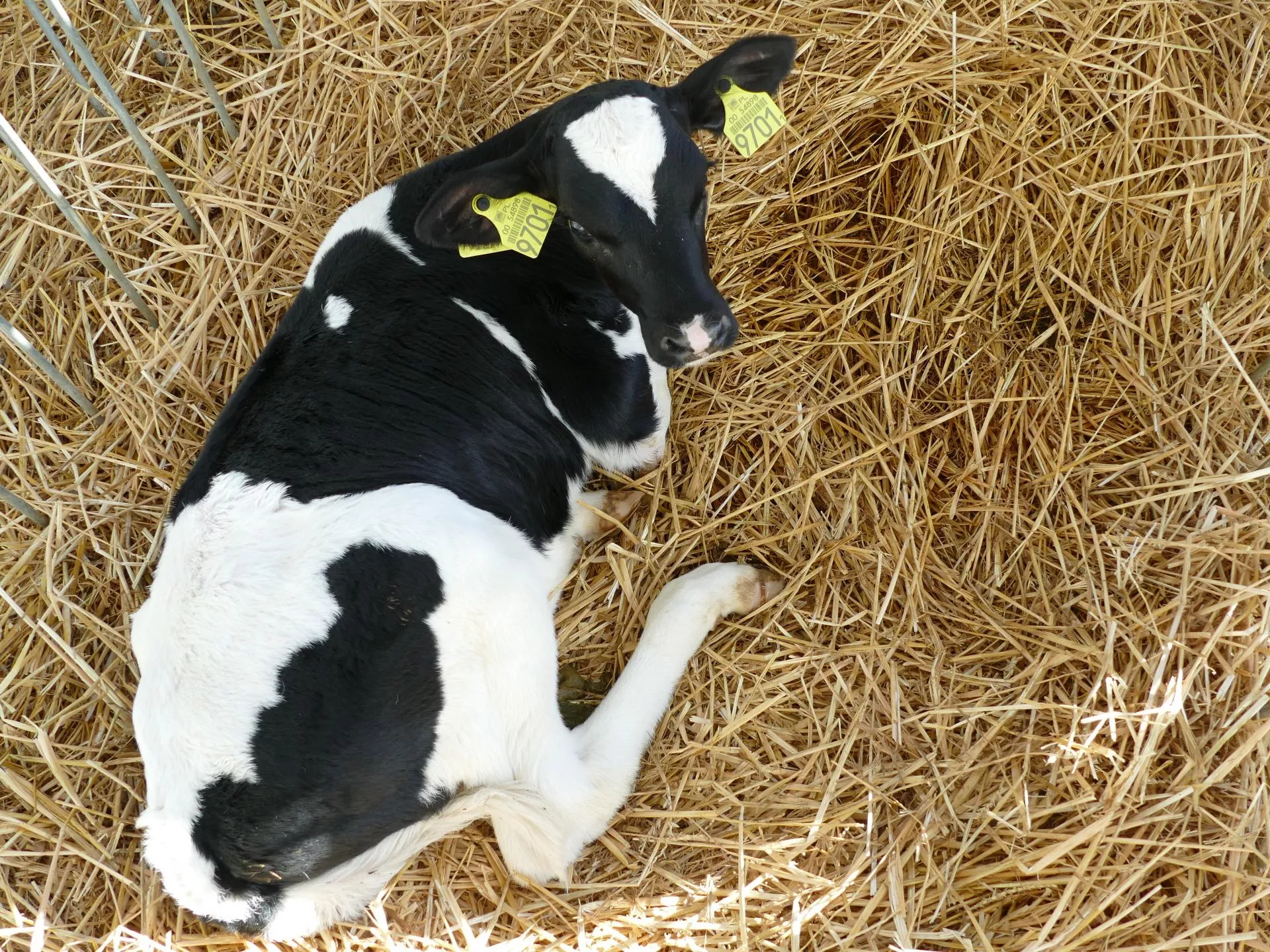 Urodziła się wyjątkowa cieliczka. Naukowcy przyspieszyli hodowlę o miesiące