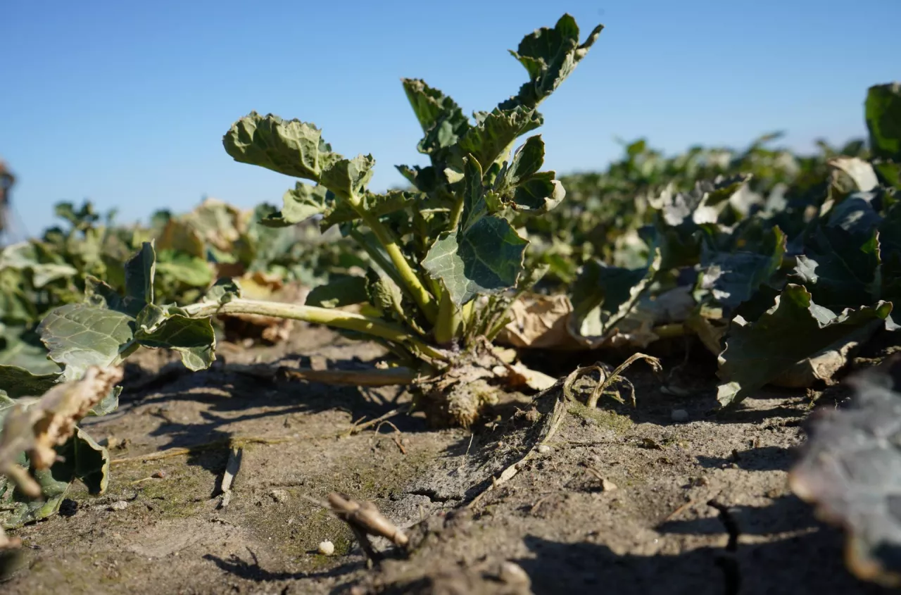 Ile siarki pod rzepak i zboża? To decyduje o pobieraniu azotu