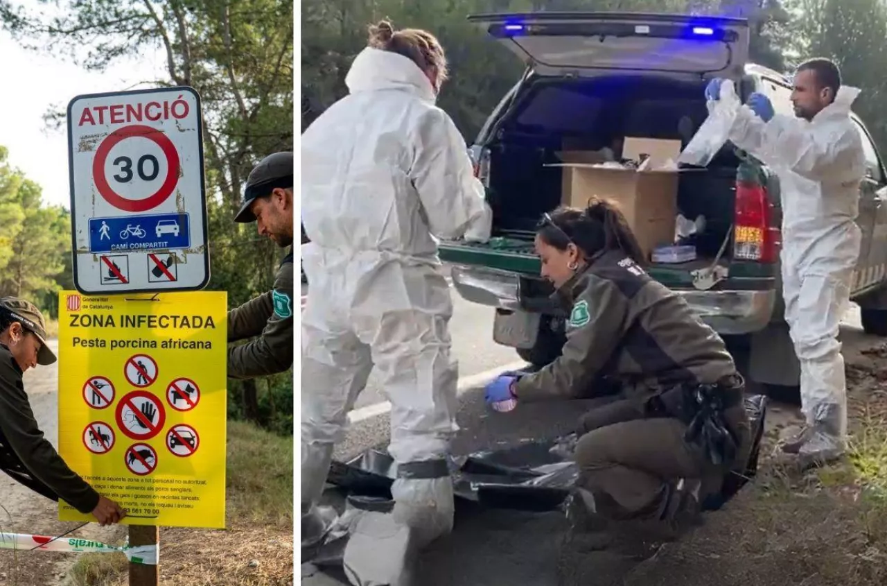 Chlewnie puste, ceny w dół. ASF uderza, rolnicy zostali bez wsparcia