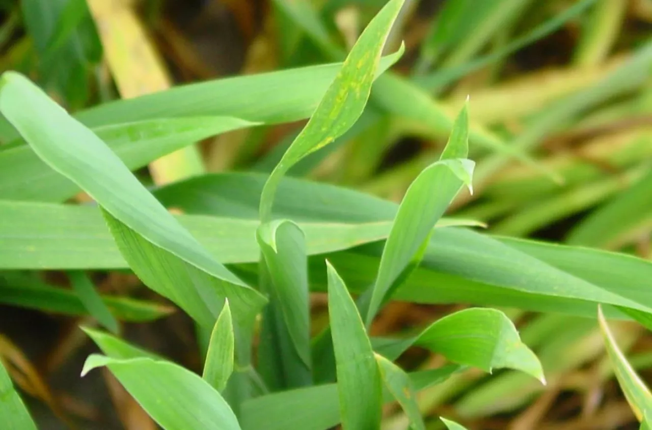 T1 w zbożach. Ten zabieg może zdecydować o plonie