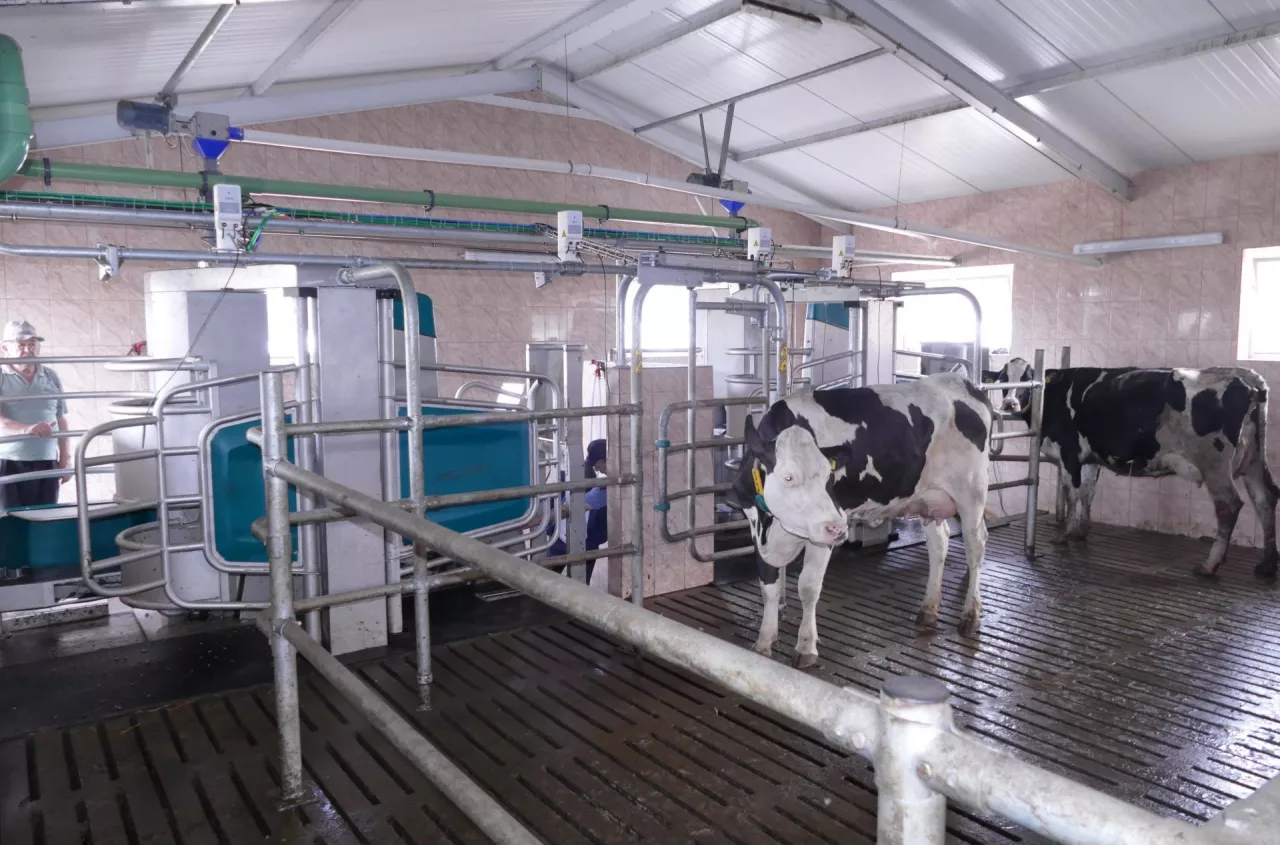 Robot udojowy to nie wszystko. Tu rolnicy robią największy błąd