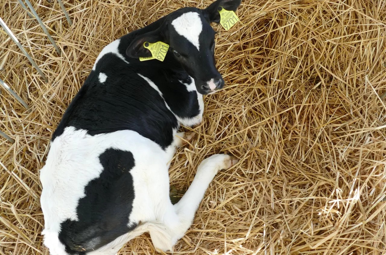 Urodziła się wyjątkowa cieliczka. Naukowcy przyspieszyli hodowlę o miesiące