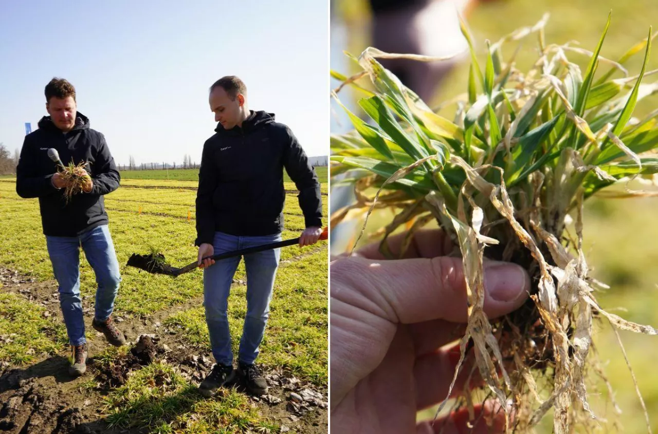 Mróz straszył, ale plony nie przepadły. Teraz kluczowa jest regeneracja