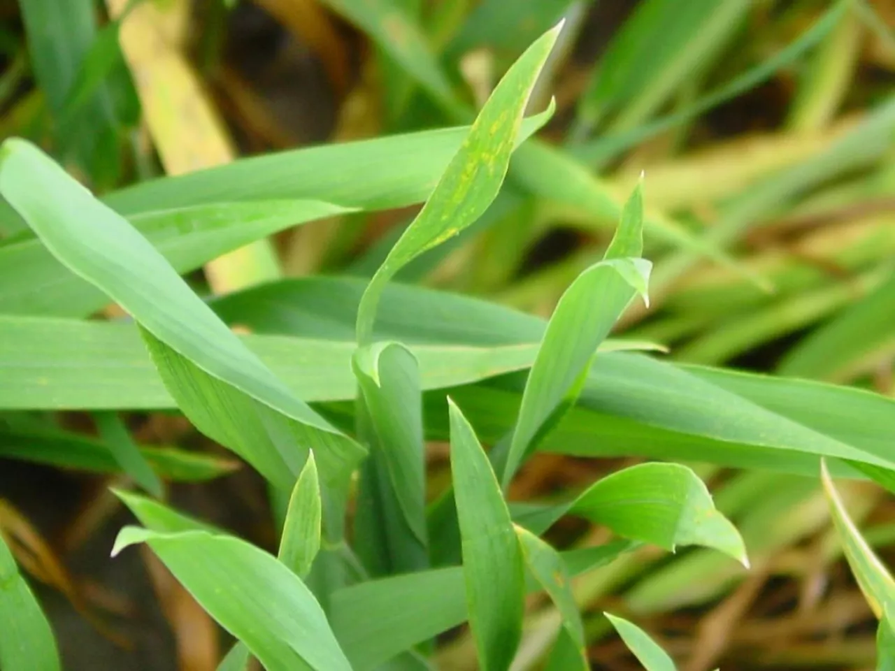 Ważna dla skuteczności zabiegu jest temperatura – optymalna ok. 10°C – i aby kilka dni po oprysku nie było prognozowanego ochłodzenia i przymrozków. Jeżeli warunki termiczne nie są optymalne, może wystąpić fitotoksyczność, zwłaszcza po triazolach. Najczęściej są to przypalone końcówki liści, czasami ich pożółknięcie, a także pokarbowane brzegi blaszek liściowych