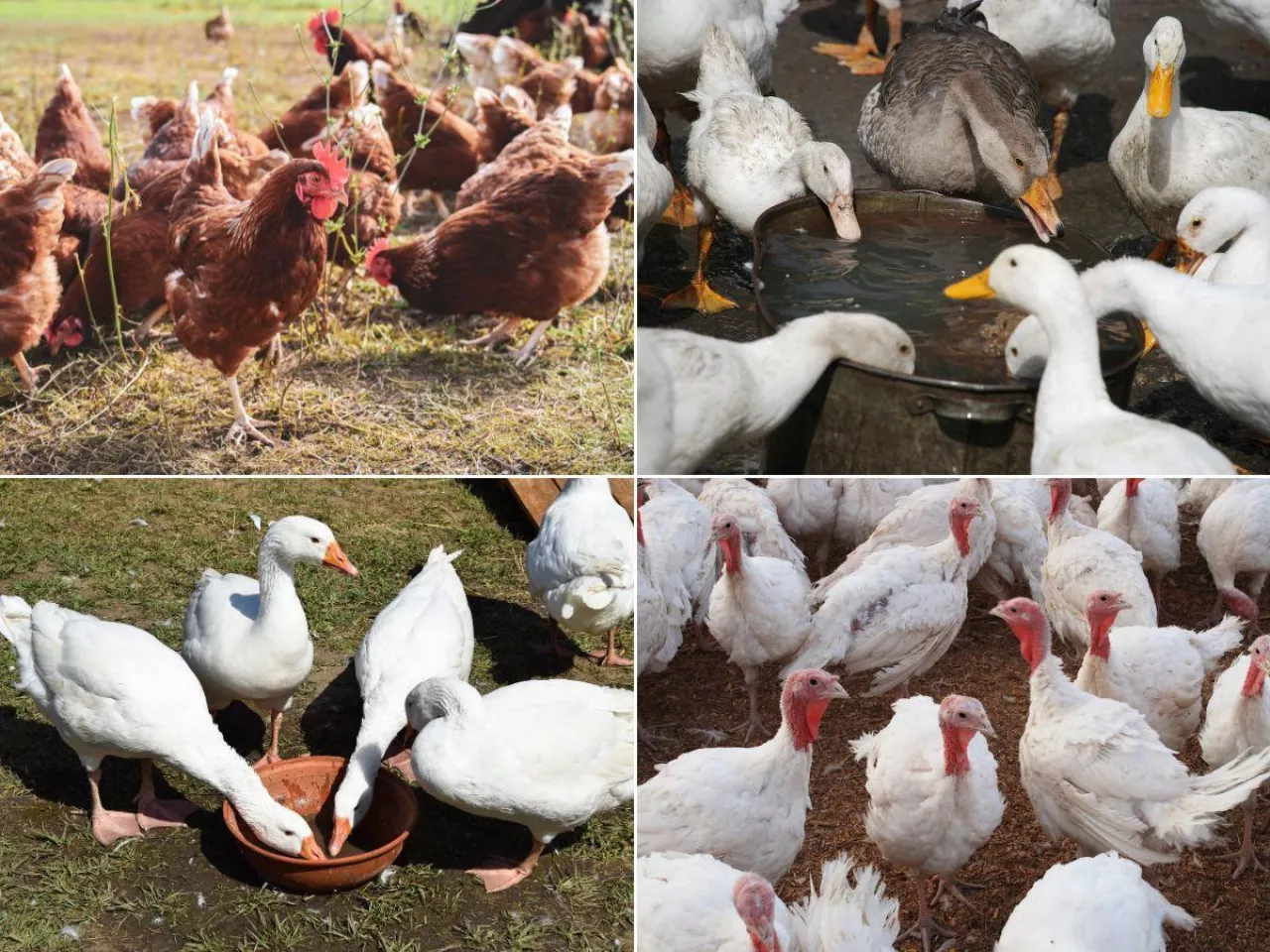 Zakup drobiu z legalnych źródeł