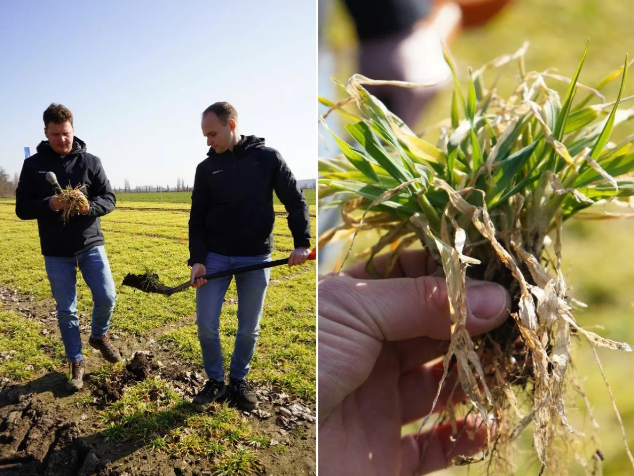 Mróz straszył, ale plony nie przepadły. Teraz kluczowa jest regeneracja