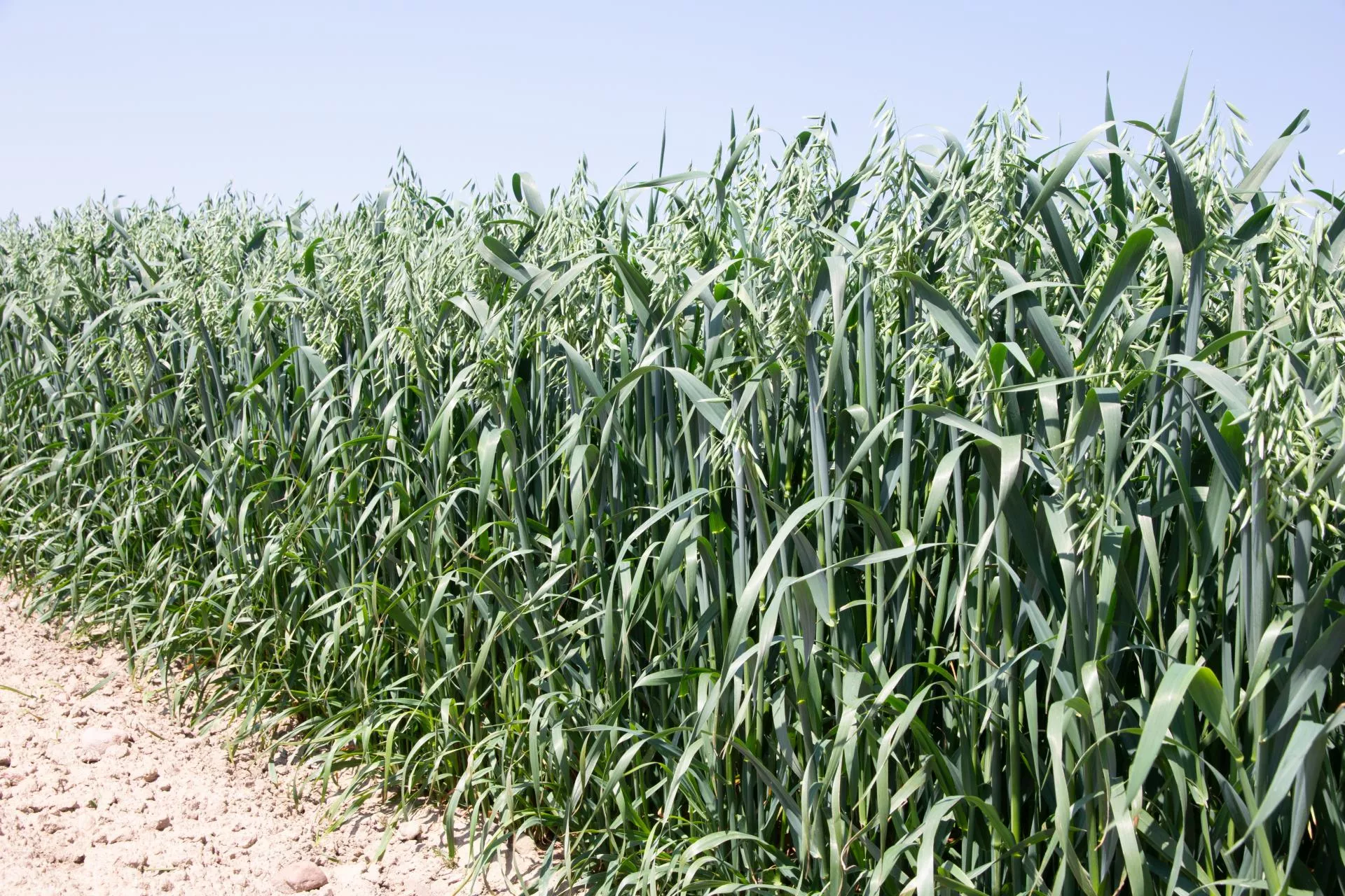 Ile owsa wysiać na hektar i kiedy siać? najważniejsze terminy