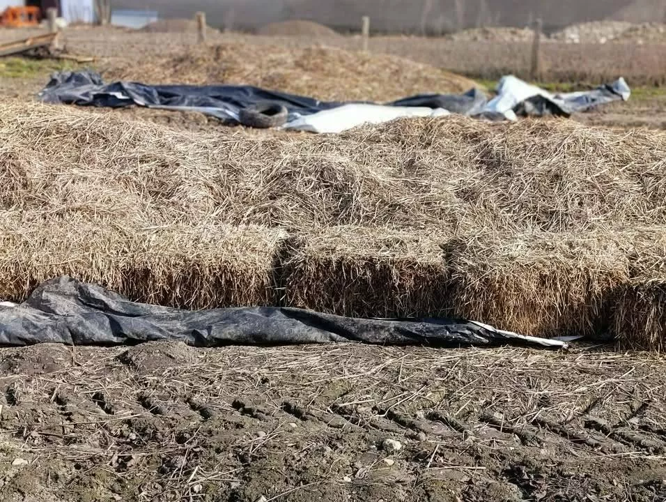 30 ton ziemniaków zalega w kopcach. Rolniczki robią akcję na polu
