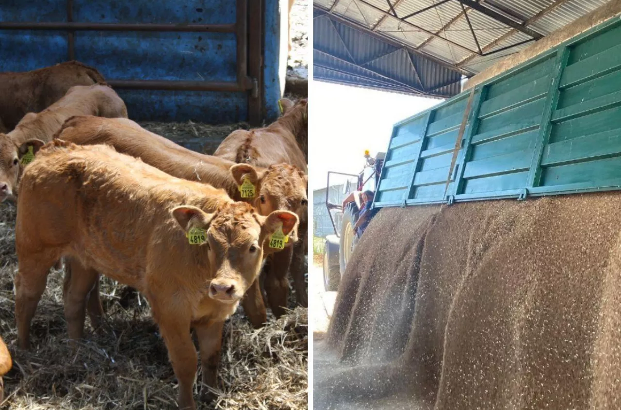 Ceny zbóż w górę, nawozy zdrożeją. Paliwo choćby po 8 zł, a co z bydłem? [Raport 13.03.2026]