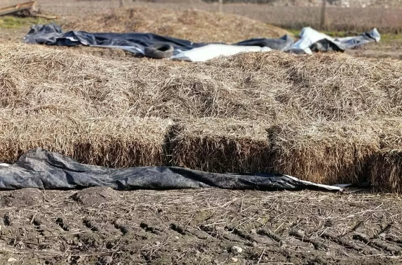 30 ton ziemniaków zalega w kopcach. Rolniczki robią akcję na polu
