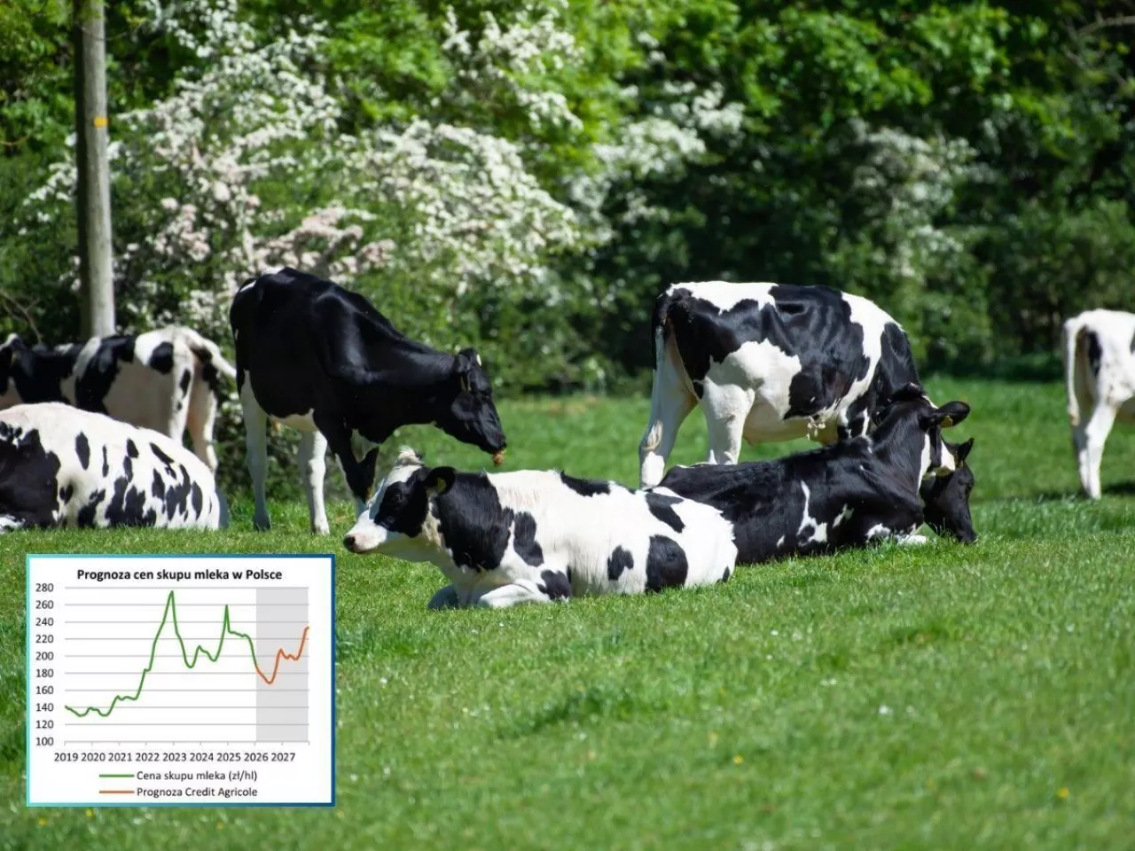 Prognoza cen skupu mleka 