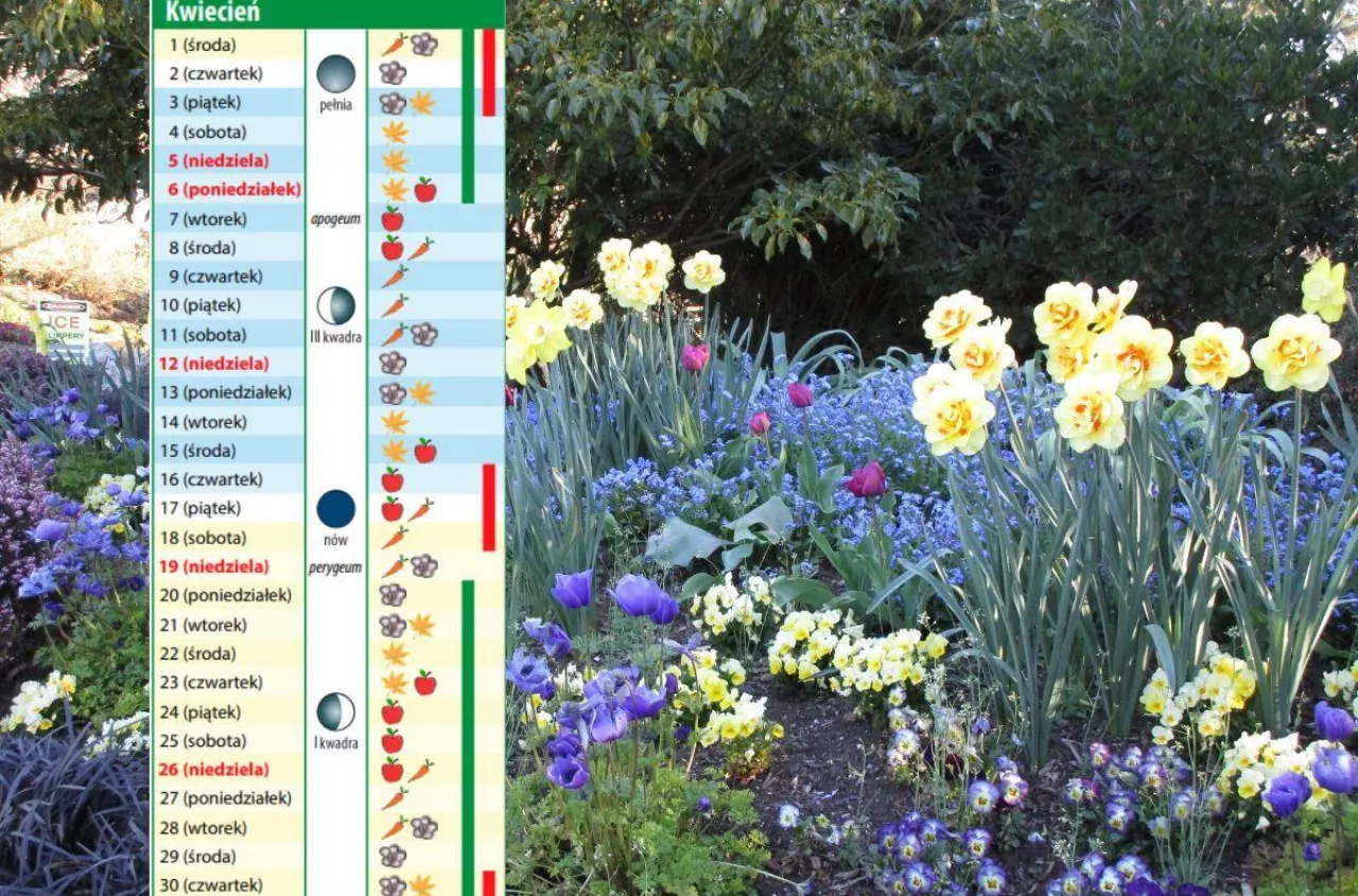 Kalendarz biodynamiczny na kwiecień 2026. Co robić w ogrodzie?
