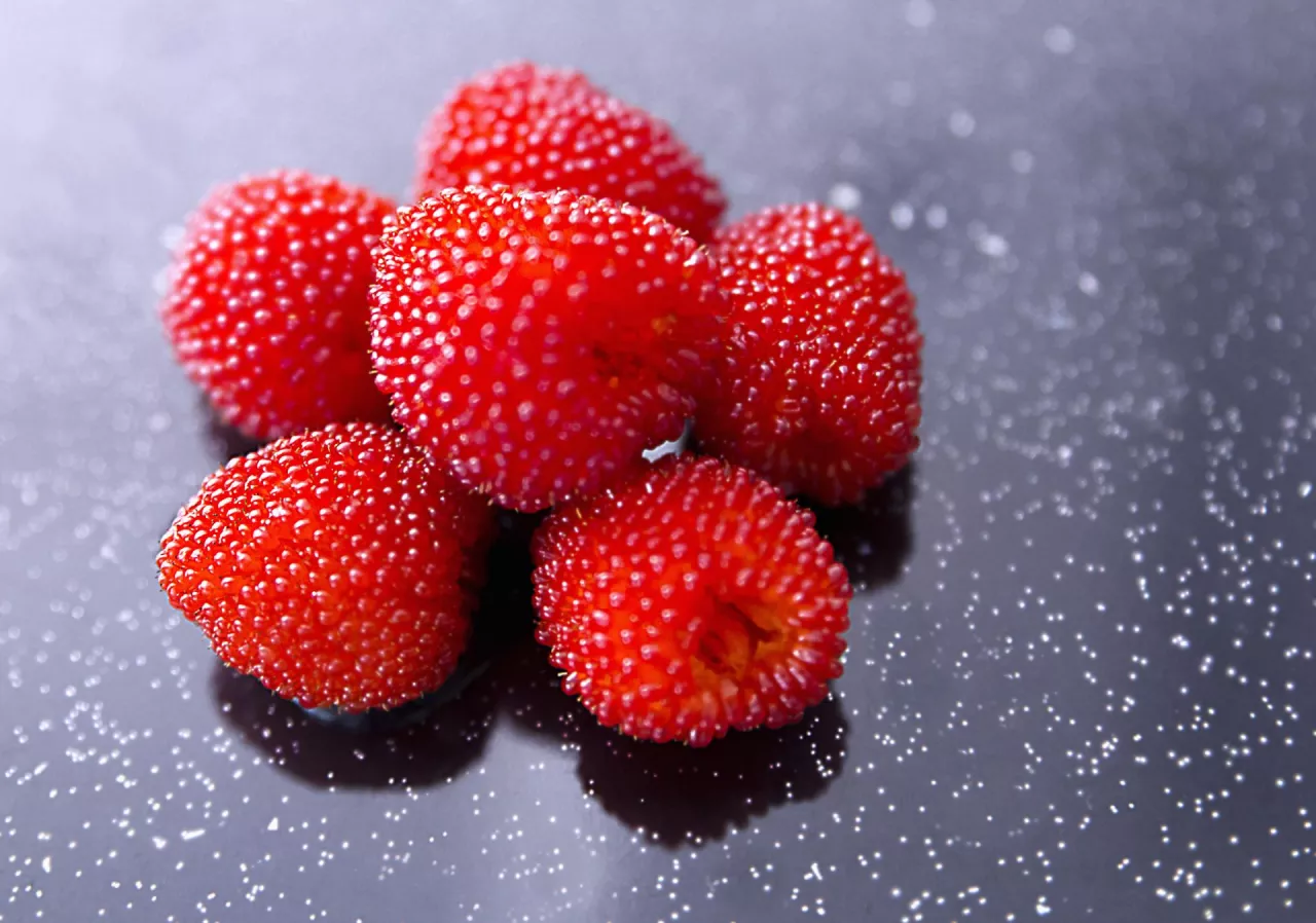 Rubus illecebrosus, Japanese raspberry
