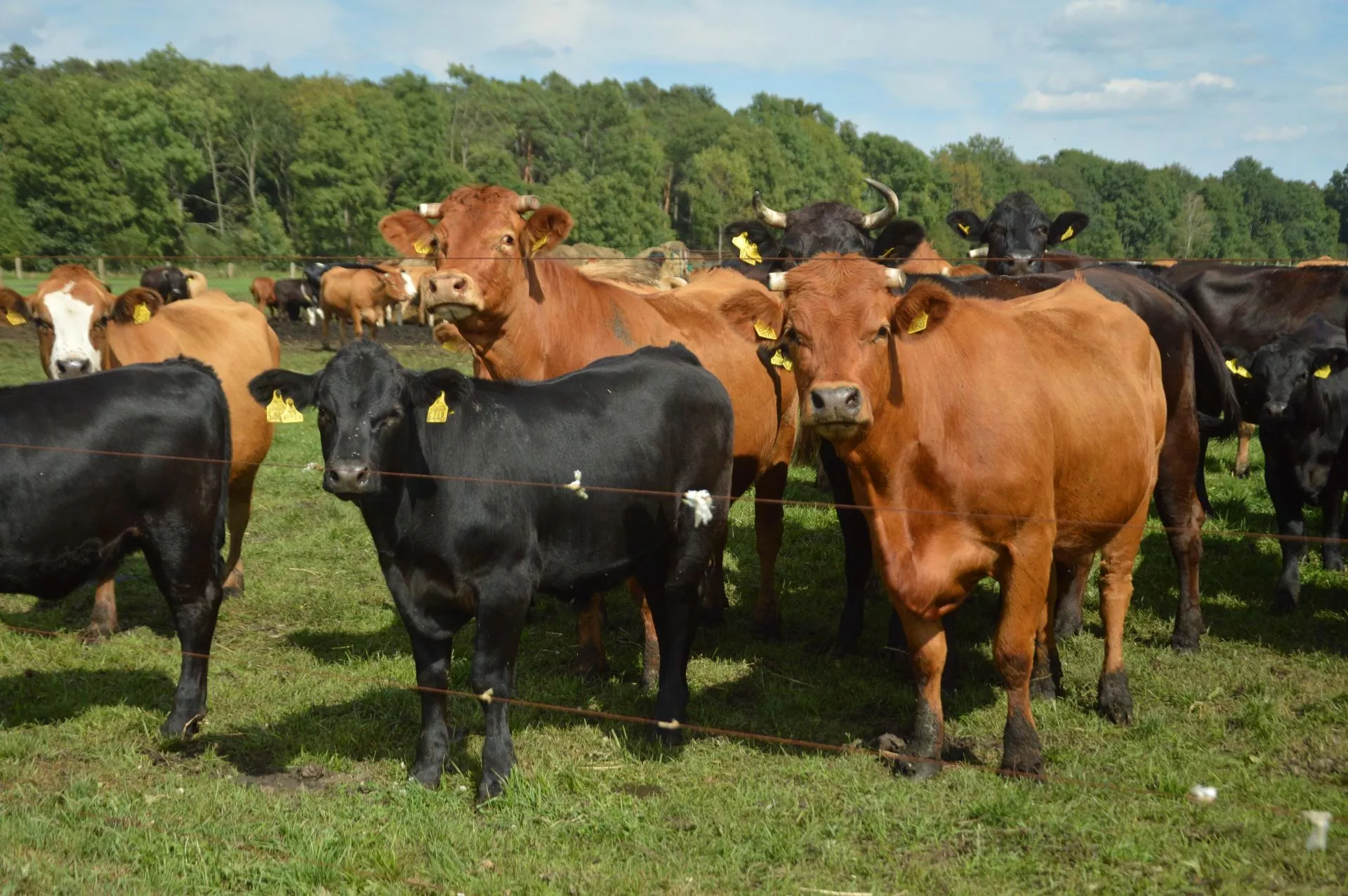 Rolnik kupił bydło i dostał blokadę. Sprawa trafiła do ministra