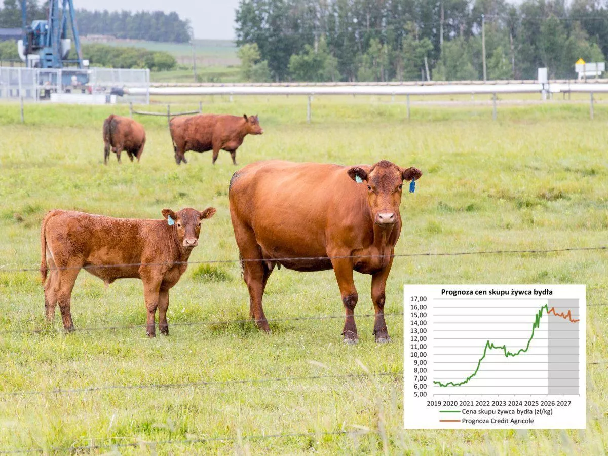 Ceny bydła będą spadać? Najnowsza prognoza na 2026 rok