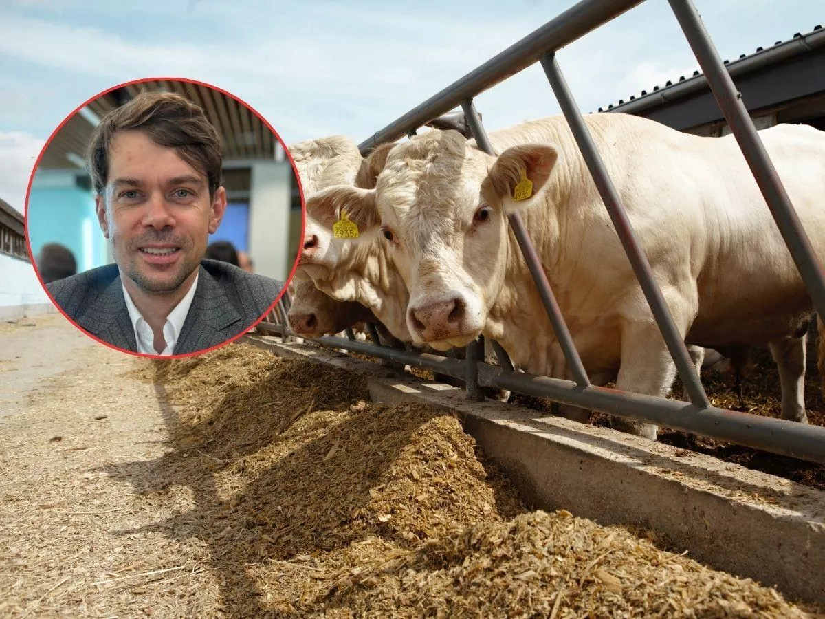 Kołodziejczak bagatelizuje import wołowiny. Rolnicy: to uderzy w ceny bydła