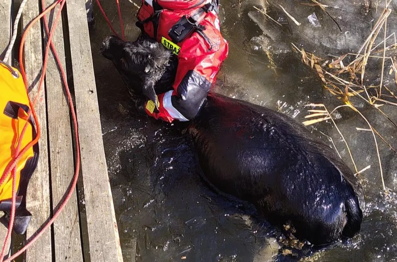 Jałówka wpadła do lodowatej wody. Ruszyła akcja