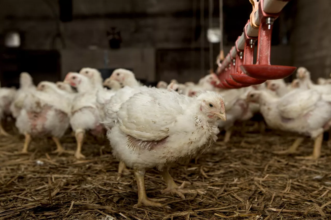 Młode kury w kurniku, chów na ściólce