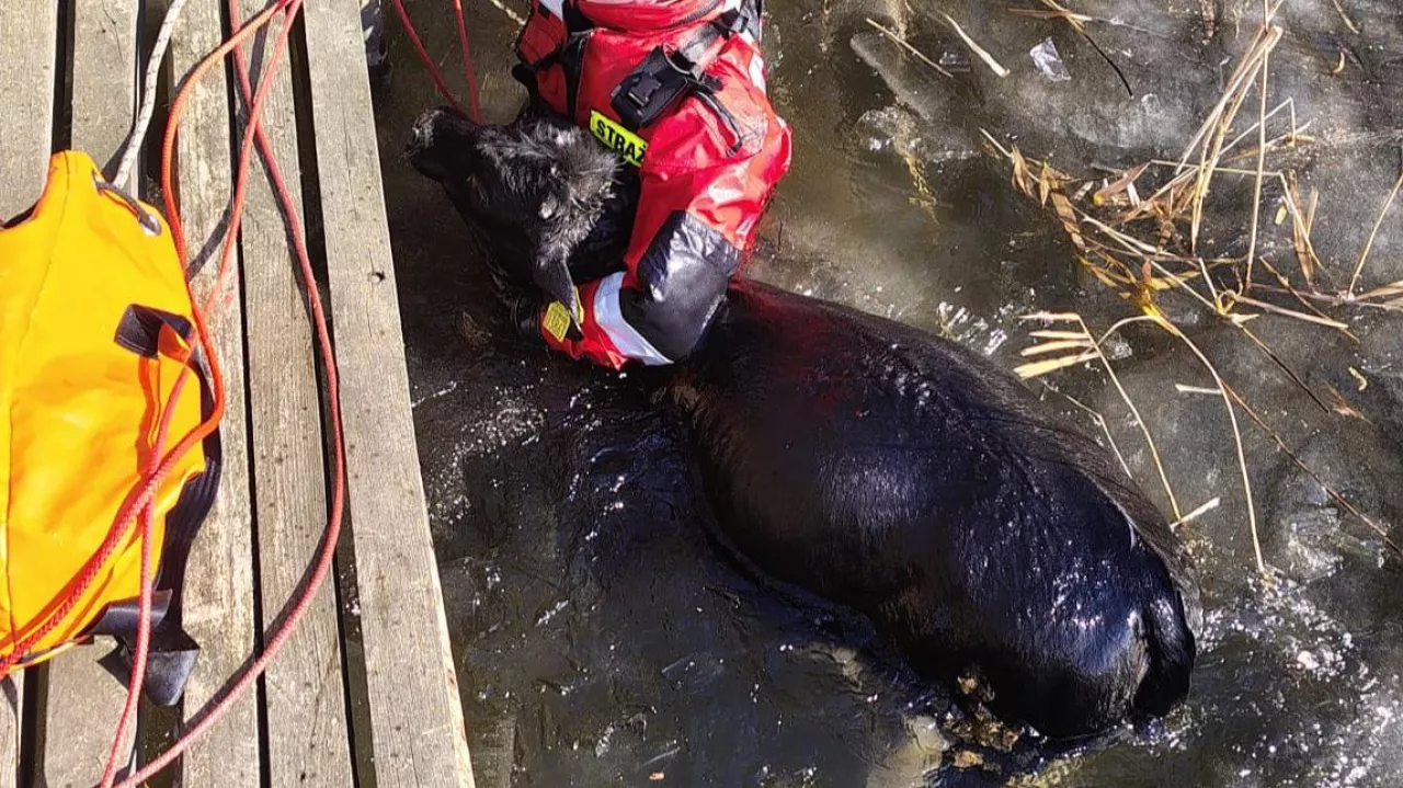 Strażacy uratowali życie jałówce
