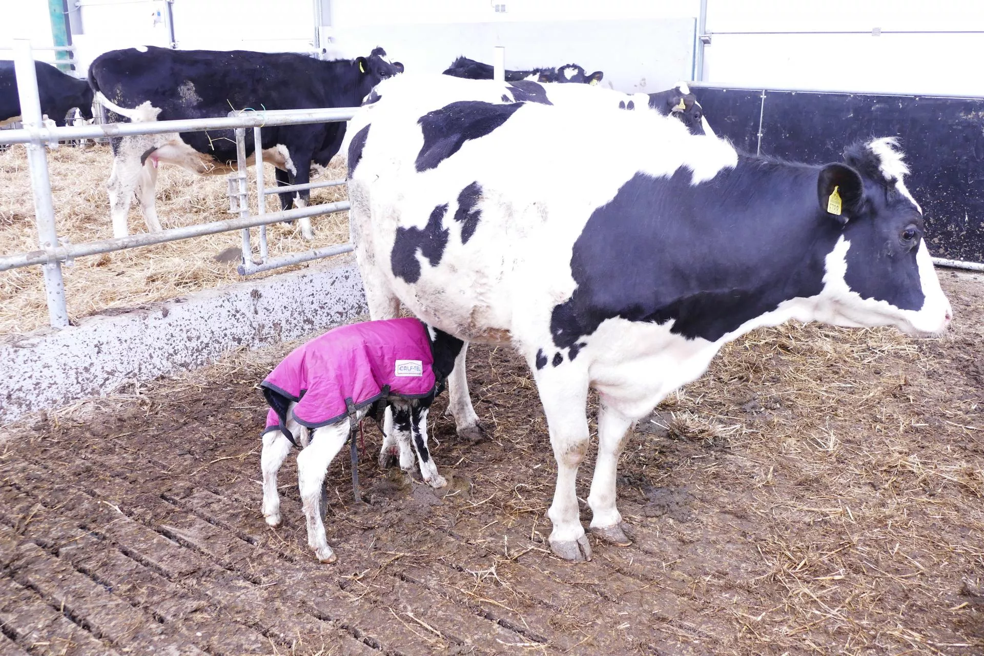 Dobry start cielęcia zaczyna się przed porodem. Błąd kosztuje wydajność