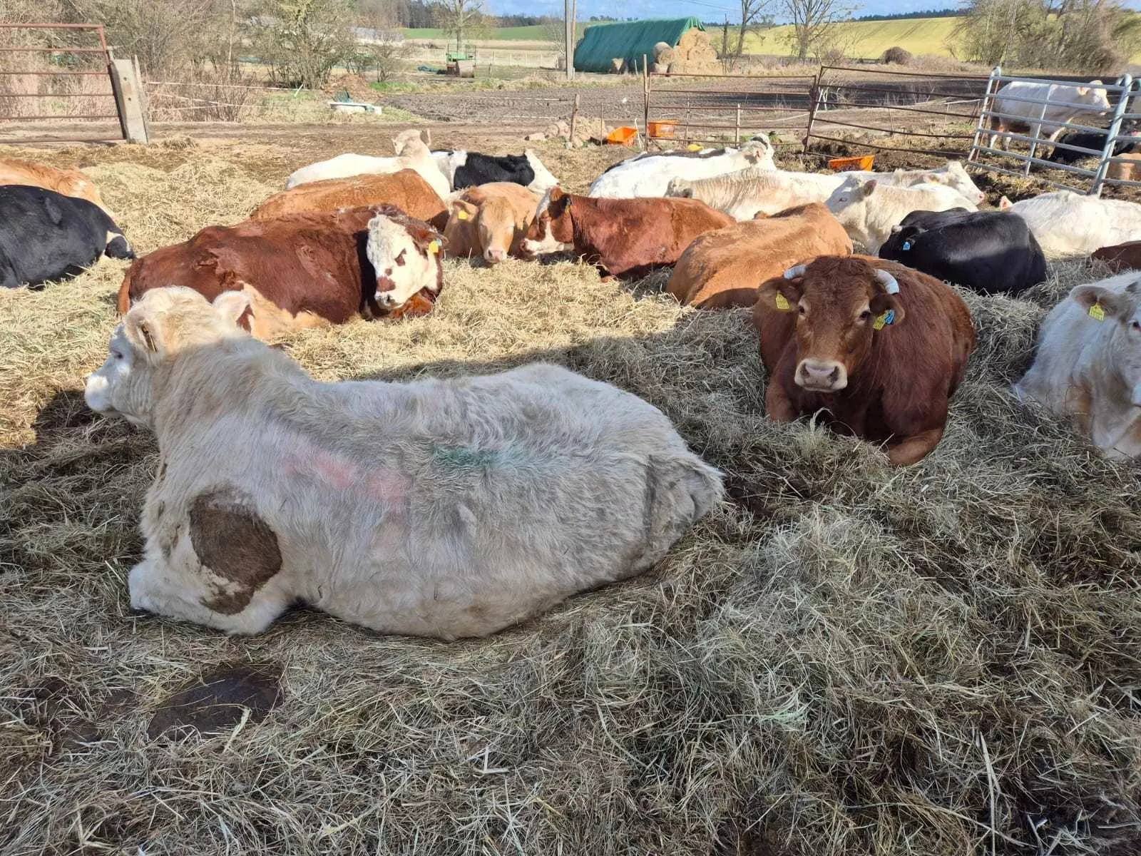 Bydło odzyskało spokój, rolnik nie. Usłyszał zarzuty