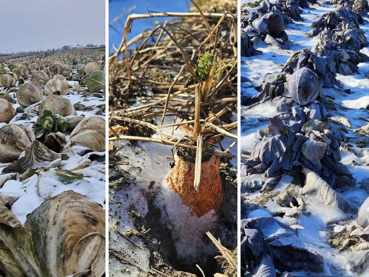 Import za 5 mld zł, a rolnicy bez zbytu. Nie sprzedali choćby worka