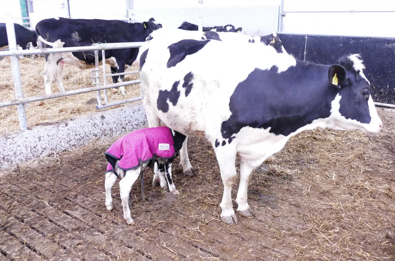 Dobry start cielęcia zaczyna się przed porodem. Błąd kosztuje wydajność