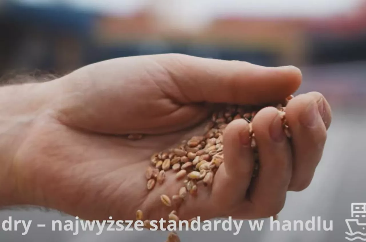 Oddali zboże i zostali z niczym. 22 miliony złotych wyparowały