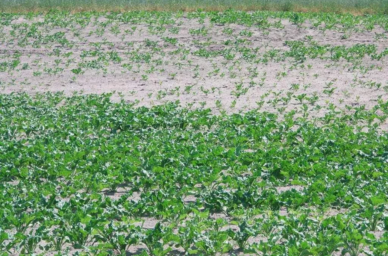 Susza uderzy wiosną. Przymrozki dobiją uprawy? Prognoza pogody Józefa Gorella