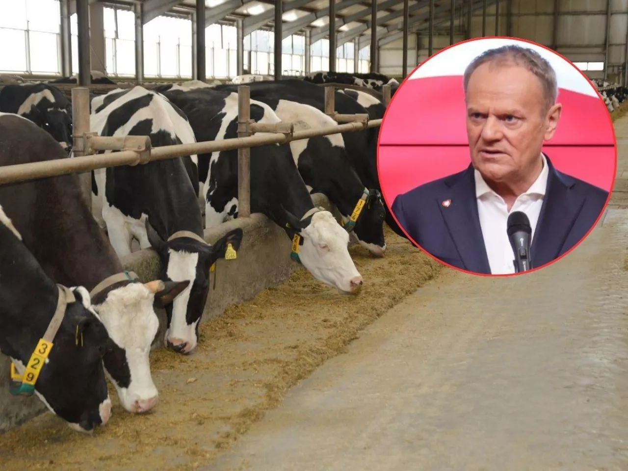 Apel do premiera Tuska