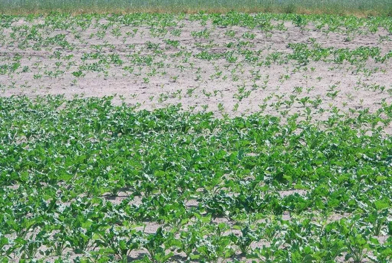 Przymrozki i susza - to dobije rolników w tym sezonie?