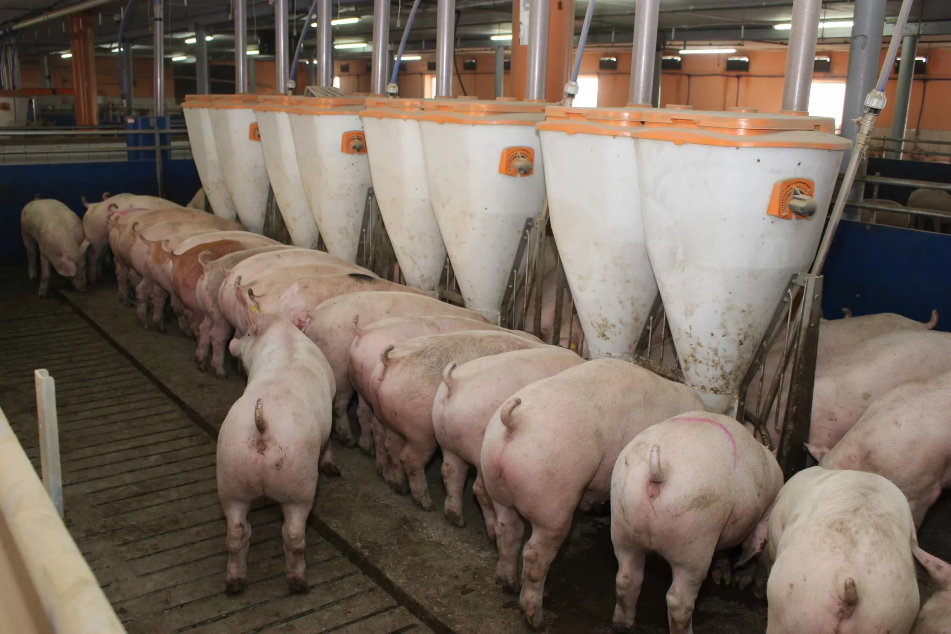 Ceny świń wystrzeliły. Sprawdź, ile dziś płacą za tuczniki [SONDA]