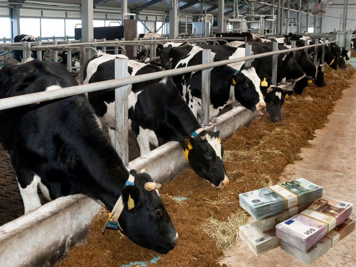 Gdzie mleko jest najdroższe w UE? Różnica sięga 1,27 zł/l