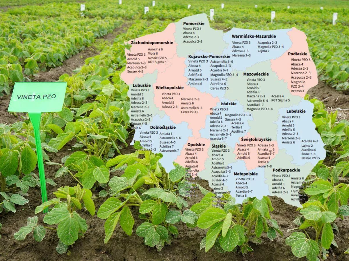 Te odmiany soi plonują najlepiej. Sprawdź listę dla swojego regionu