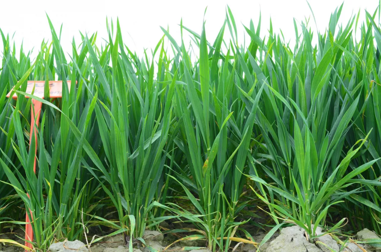 Spóźnisz się z zabiegiem i tracisz plon. najważniejsze fazy zbóż