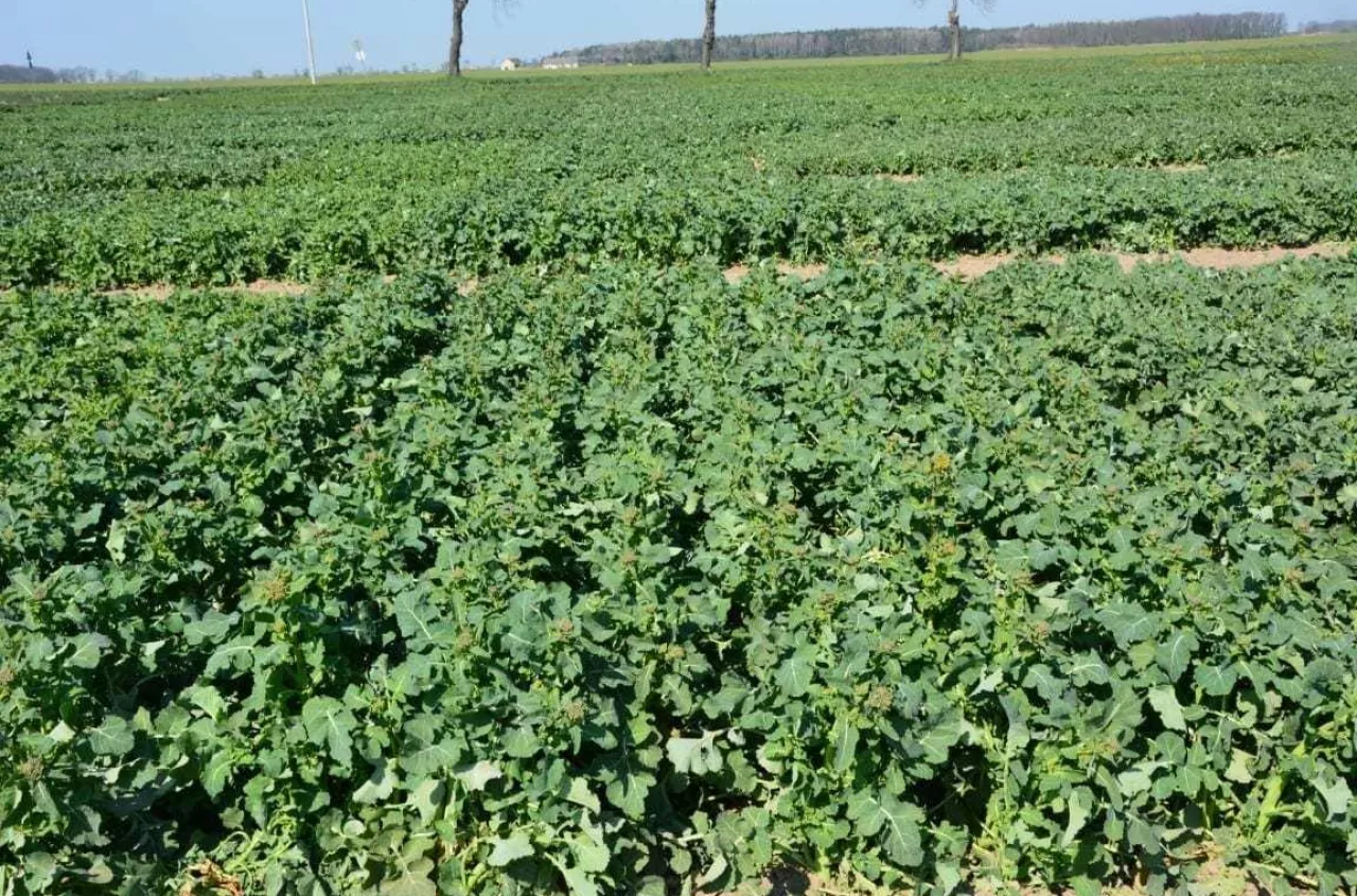 Masz 14 dni i ani dnia więcej. Z ubezpieczeniem upraw nie można czekać