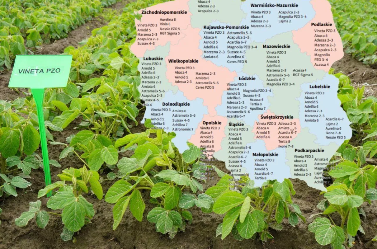 Te odmiany soi plonują najlepiej. Sprawdź listę dla swojego regionu