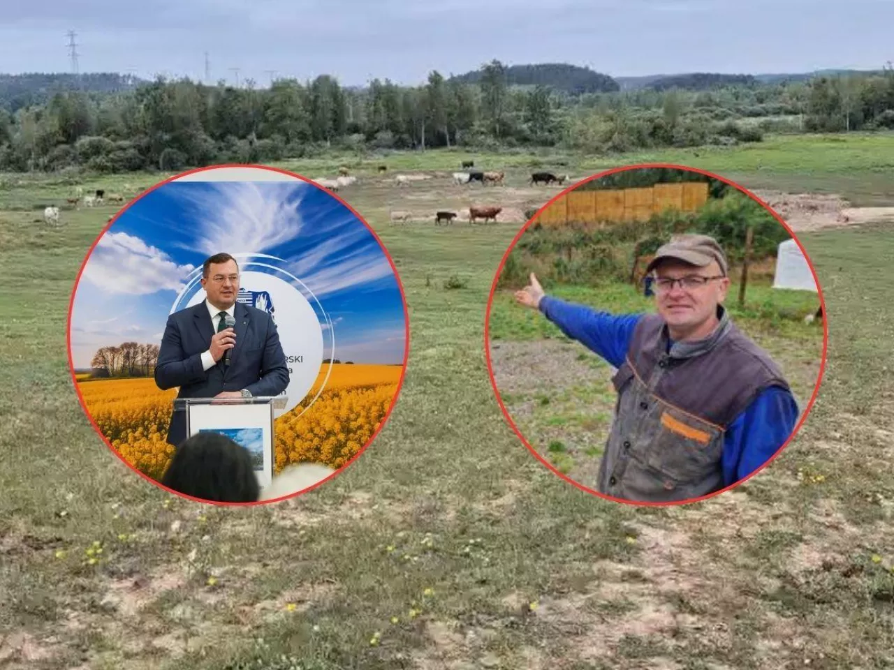 bydło na pastwisku, postać hodowcy i ministra rolnictwa