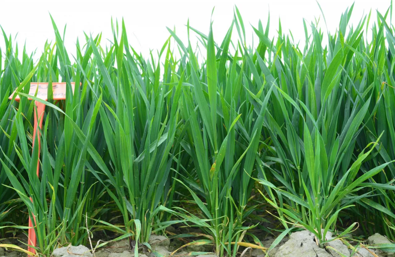 Faza pierwszego kolanka jest optymalna na podstawowy zabieg skracania pszenicy. Jeżeli w fazie drugiego kolanka widoczna jest domiancja źdźbeł głównych, można wykonać wtedy regulację korekcyjną