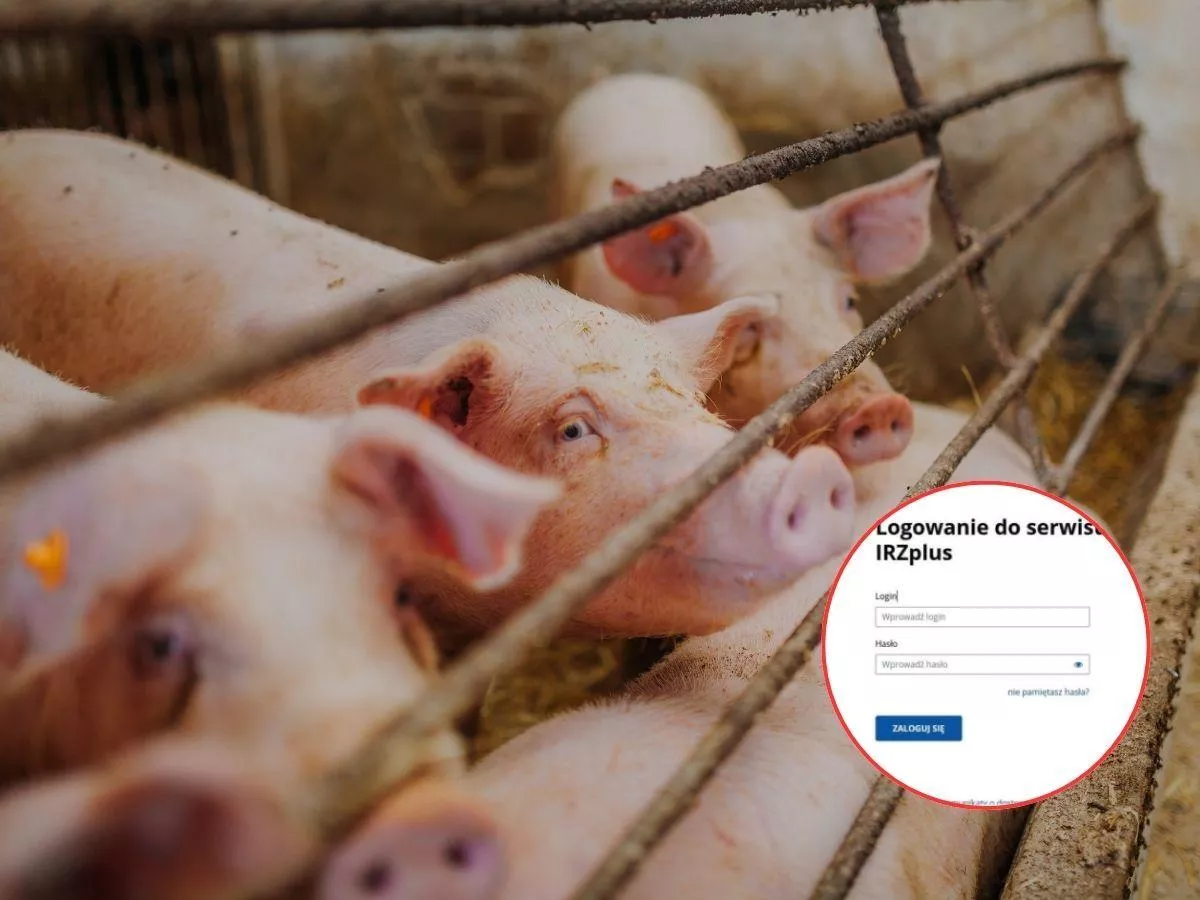 Koniec papierów przy świniach. Nowa funkcja już działa