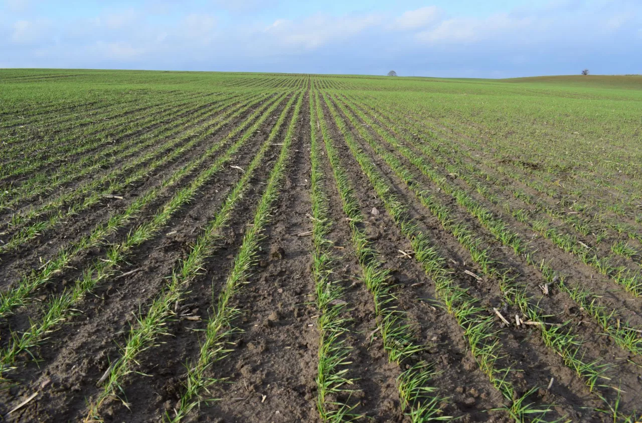 Siew na oko kosztuje plon. Rolnicy wciąż popełniają ten sam błąd