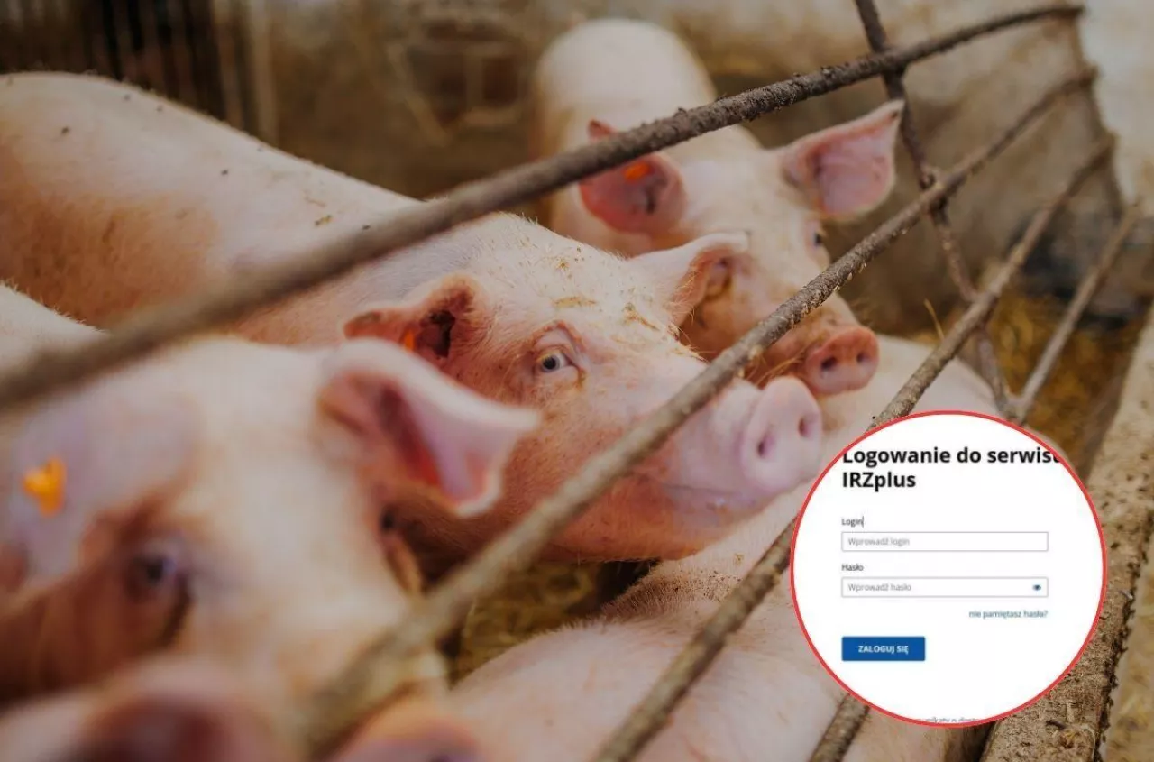 Koniec papierów przy świniach. Nowa funkcja już działa