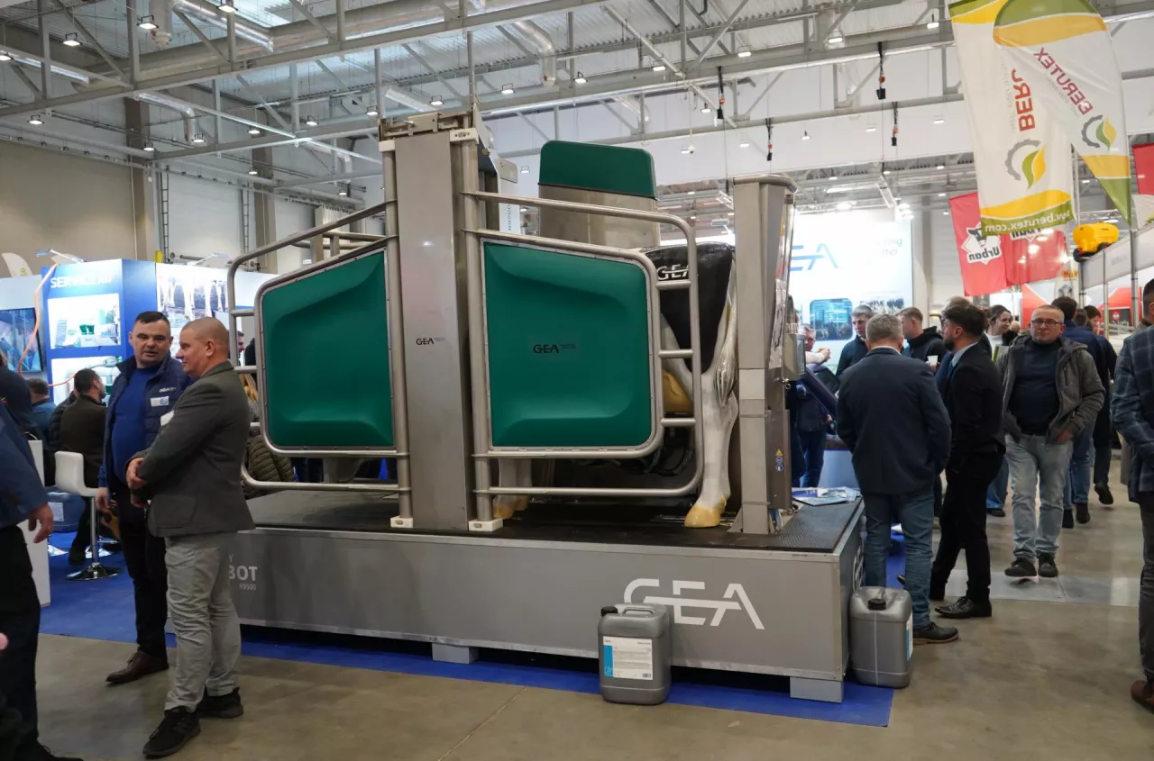 Wystarczy kamera w oborze. AI sama wykryje chore krowy