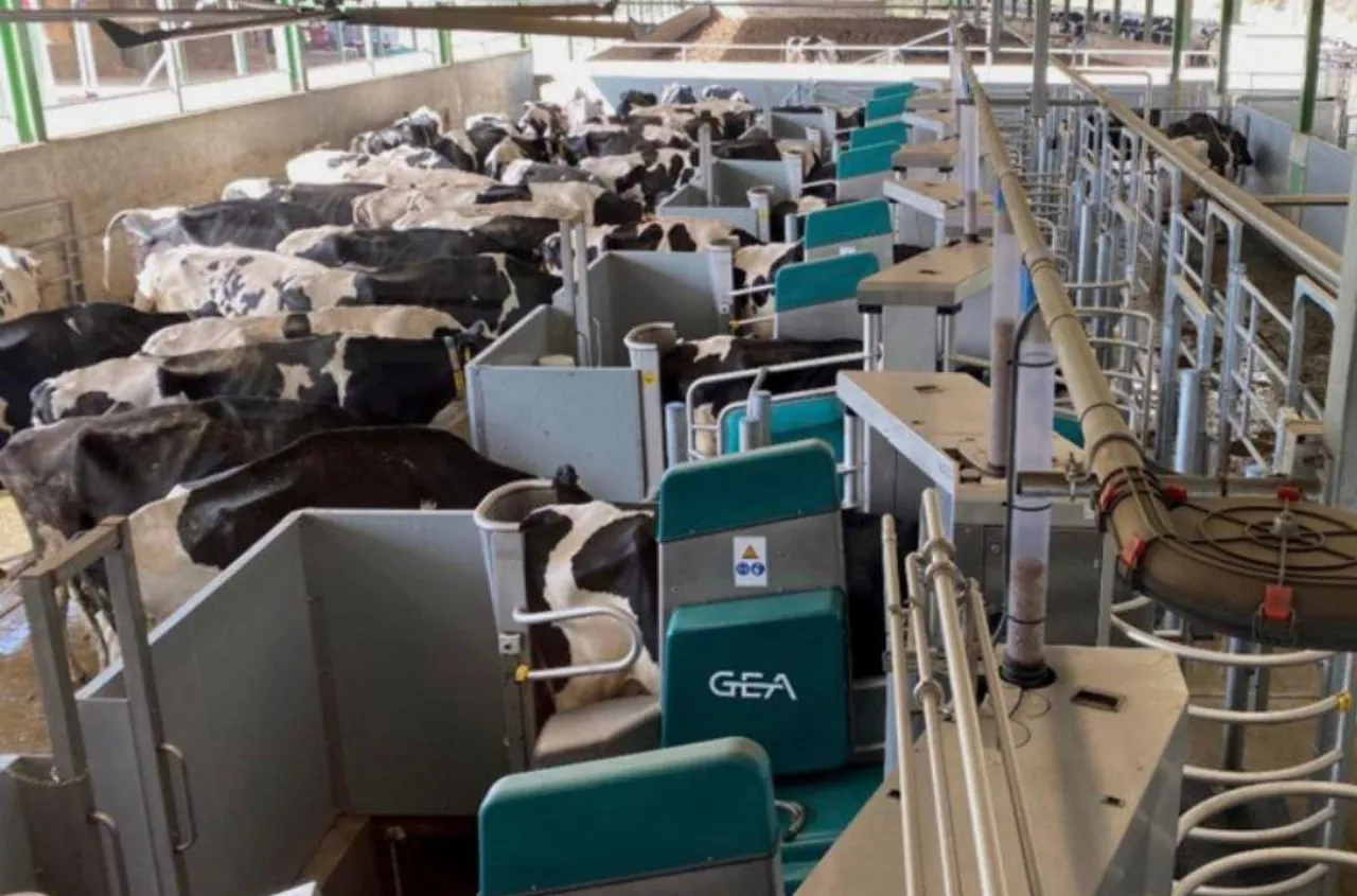 60 robotów i tysiące krów. W Ukrainie powstaje mleczny gigant