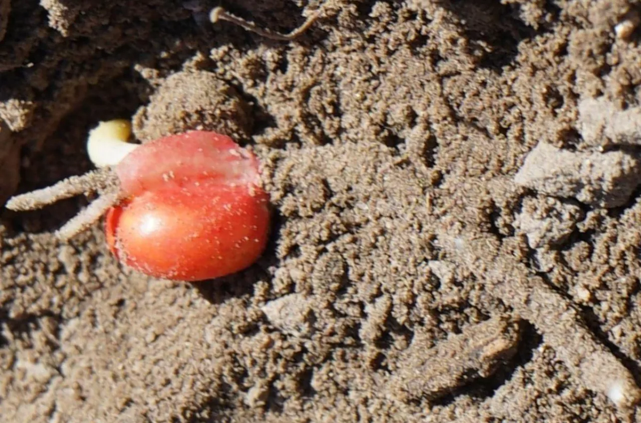 Dwa błędy przy siewie kukurydzy, które obniżają plon