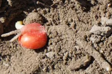 Dwa błędy przy siewie kukurydzy, które obniżają plon