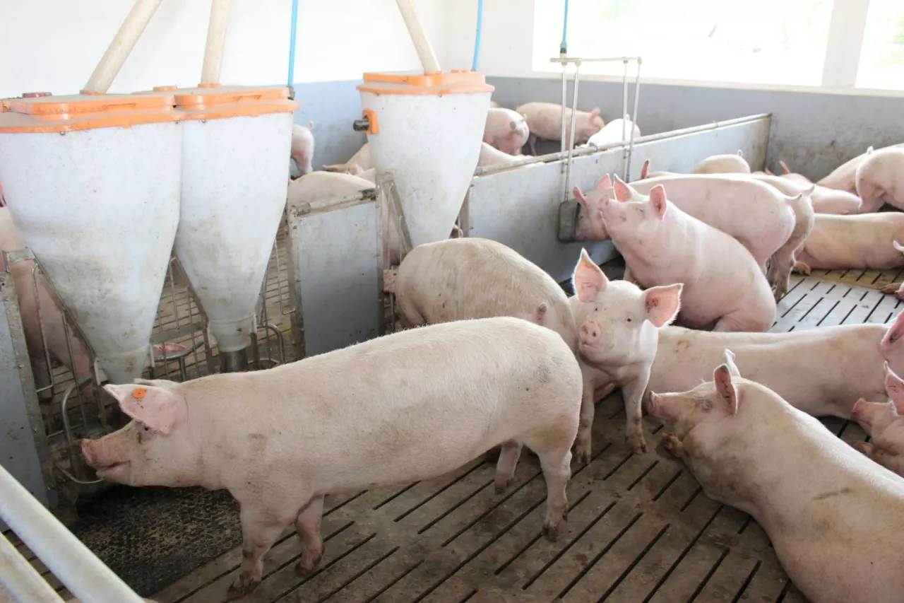 tuczniki ruszt pasza tubomat