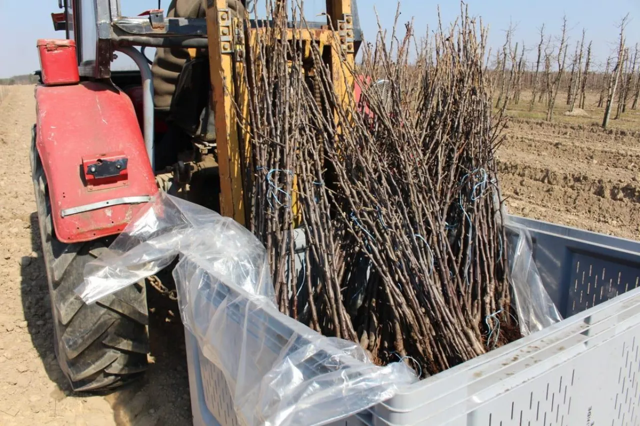 Posadzili drzewka, a pod osłoną nocy sad został okradziony