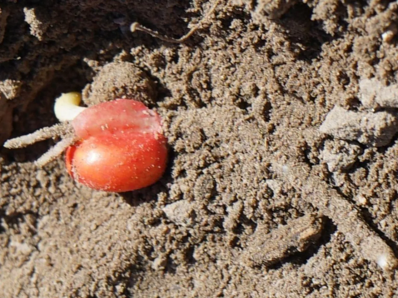 Dwa błędy przy siewie kukurydzy, które obniżają plon