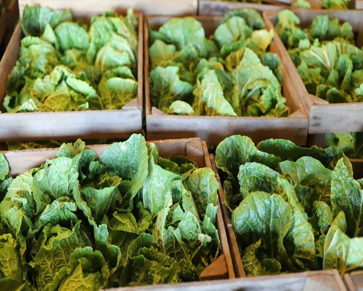 Kapusta z Ukrainy po 2 zł w Polsce. „Biorą tylko desperaci”